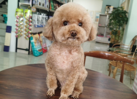 貝丁寵物醫(yī)院與日用雜品銷售點地址信息